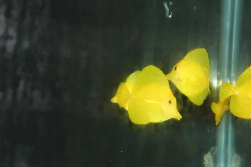 Yellow Tang (Zebrasoma Flavescens) 1-2" (Sea Of Japan) 1