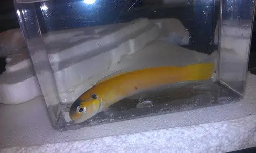 Golden Tail Tilefish 1