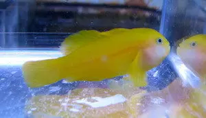 Auction Yellow Clown Goby 1