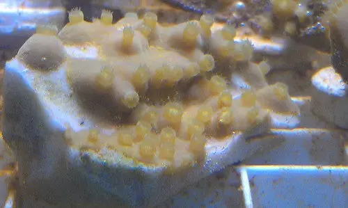 Pagoda Coral-Turbinaria Mesenterina 1