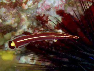 Yellowstripe Clingfish 1