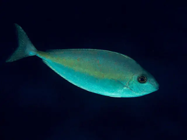 Yellow Stripe Unicorn Tang | Naso Thynnoides (4") 1