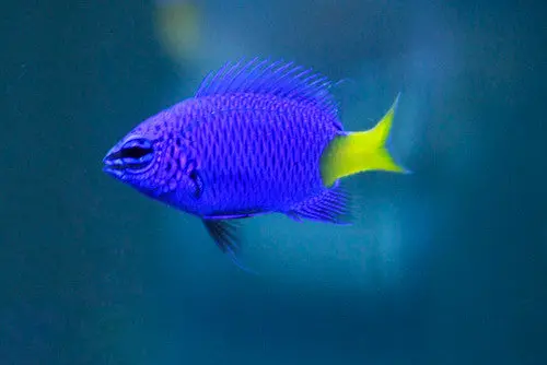 Yellow Tail Blue Damsel 1
