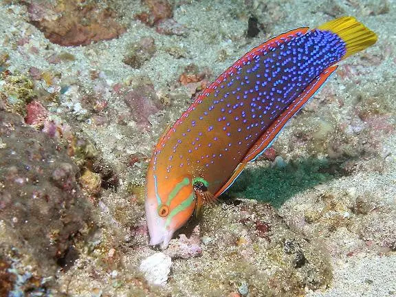 Yellowtail Coris Wrasse-4” Adult 1