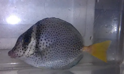 Yellowtail Surgeonfish (4", Mexico) 1