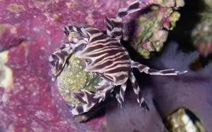 Zebra Urchin Crab 1