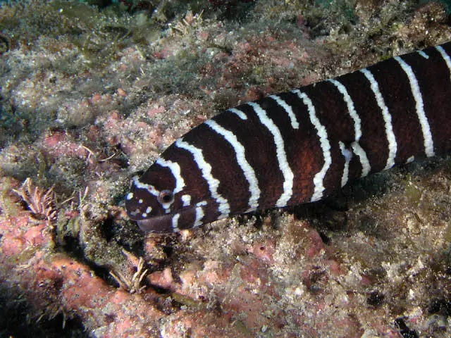 Zebra Moray Eel-Hawaiian (30-36") 1