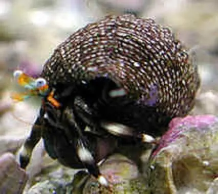 Zebra Hermit Crabs (Hawaii) 1