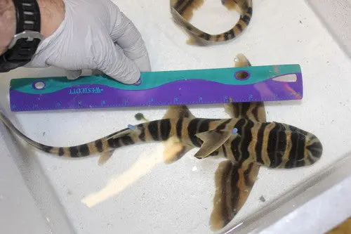 Zebra Horn Shark (Heterodontus Zebra) - 12-15" 1