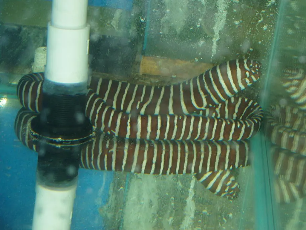 Zebra Moray Eel (12-15") 1