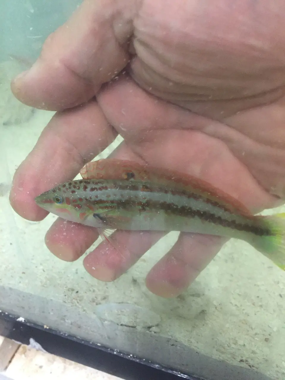 Zig Zag Rainbow Wrasse-5" 1