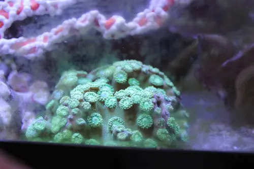 Zooanthid Polyps-Super Green (4-5") 1